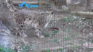 ユキヒョウ少年フク　福水ニャ！運が良いと思ってくれぃ Hey boy, don't worry, it doesn't stink. Snow Leopard Cub 2023.1月