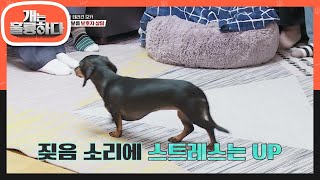 제자들의 보호자 상담! 어느정도 파악된 모카의 성격? [개는 훌륭하다/Dogs Are Incredible] | KBS 220801 방송