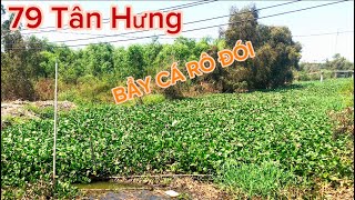 Câu CÁ RÔ ĐỒNG Kênh 79 Tân Hưng-Long An / Gặp Bầy CÁ RÔ Đói Mồi Lâu Ngày @Caucalongan62