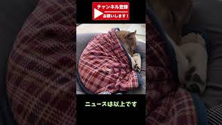 【速報】柴犬にソファを占拠される　#shorts