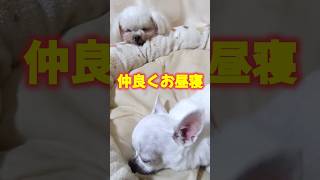 【仲良し】仲良くお昼寝　#shortsdog #犬好き #仲良し犬 #かわいい犬 #お昼寝 #dog #犬動画 #多頭飼い犬 #マルチーズ #スムースチワワ #愛犬 #眠い #おやすみ #shorts