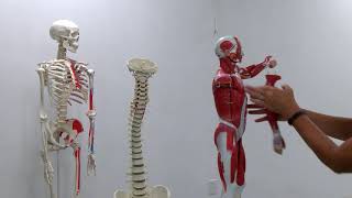 Kinesiology & Exercise Science