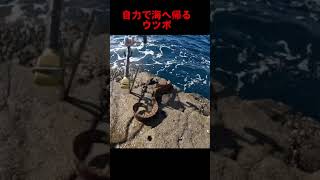 自力で海へ帰るウツボ