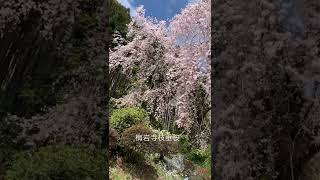 青梅市　梅岩寺枝垂桜