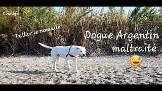 Dogue Argentin maltraité 😅 - Falkor le nomade à la plage - #vanlife