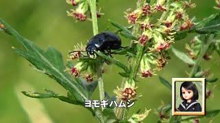 30秒の心象風景23315・ヨモギの茎に～ヨモギハムシ～