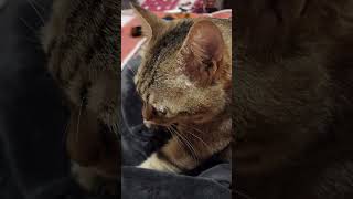 【ねこ動画】やる気のないふみふみ　#ねこ #ねこのいる生活 #ねこ動画 #ココア #猫動画 #猫