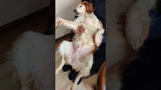 人のように寝る犬(#Brittany Spaniel)#Short