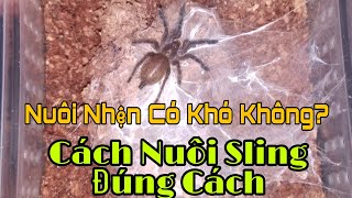 Tarantula-Pet Mới Sling OBT-Nuôi Nhện Có Khó Không???