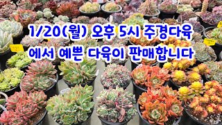 250120(월)  오후 5시 주경다육에서 라이브 방송합니다