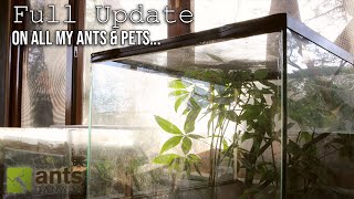 FULL ANT ROOM 2.0 Update Tour - All My Ant Colonies \u0026 Exotic Pets