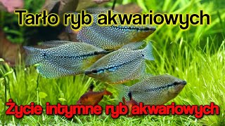 TARŁO RYB AKWARIOWYCH / Jak to robią RYBY?