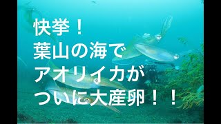 【快挙！！】葉山の海でアオリイカがついに大産卵しました！！６年目の奇跡を公開です！