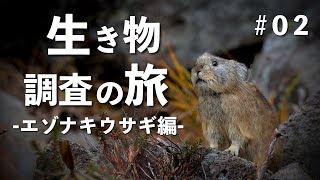 エゾナキウサギ編【生き物調査の旅】北海道の野鳥 野生動物を追う旅 ＃02　二日目