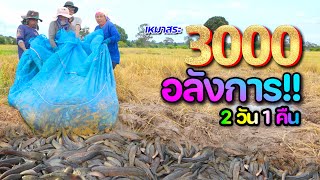 เหลือเชื่อ! เหมาสระ 3,000 บาท ทุบสถิติของปี catch Fishes and cook thailand l เหมาสระปี67 l Ep.08