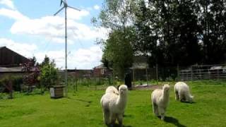 Wind turbine and alpaca approach