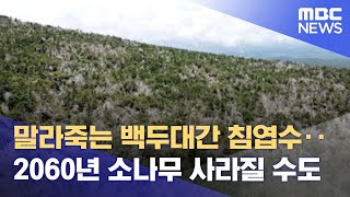 말라죽는 백두대간 침엽수‥2060년 소나무 사라질 수도 (2021.09.13/뉴스데스크/MBC)