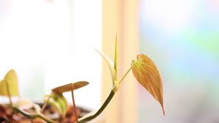 Time-Lapse: Philodendron Micans Leaf Unfurling (15000×)