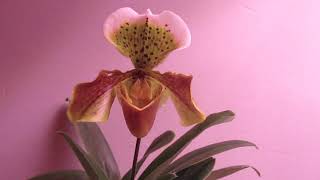 How to Pollinate Paphiopedilum Orchid - Easy Hand Pollination | Delvision Orchids