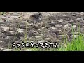 武蔵野の森公園こっち向かってきて可愛すぎた野鳥のバン子供💛【ひーちゃんチャンネル🐢】 shorts 自然観察ぶらり散歩 アウトドア 野鳥 カルガモ バン 親子