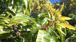 How Mango Plant Flowers Better R2E2 21JUL19 API#70