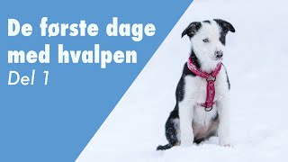 De første dage med en hundehvalp - den første hvalpetræning og indkald