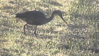 Reiger vangt mol in polder Eemnes