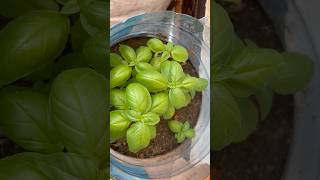 Growing basil from seeds timelapse