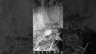 Āpsis #latvija #wildlife #wildkamera #trailcamera #nature #hunting #nightvision #āpši #badgers