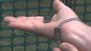 Hummingbird Banding