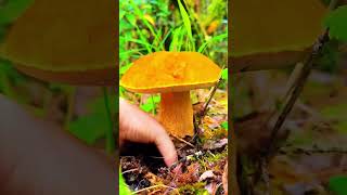 버섯 따기Picking Mushrooms#farming#naturerurallife#rurallife#vegetables #agriculture#garden#ruralharvest