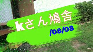 kさん鳩舎　2023年8月8日