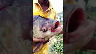 7kg big katla fish #youtubeshorts #gangariver  #bigfish