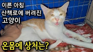 이른 아침 산책로에 버려진 고양이, 온 몸의 상처는?