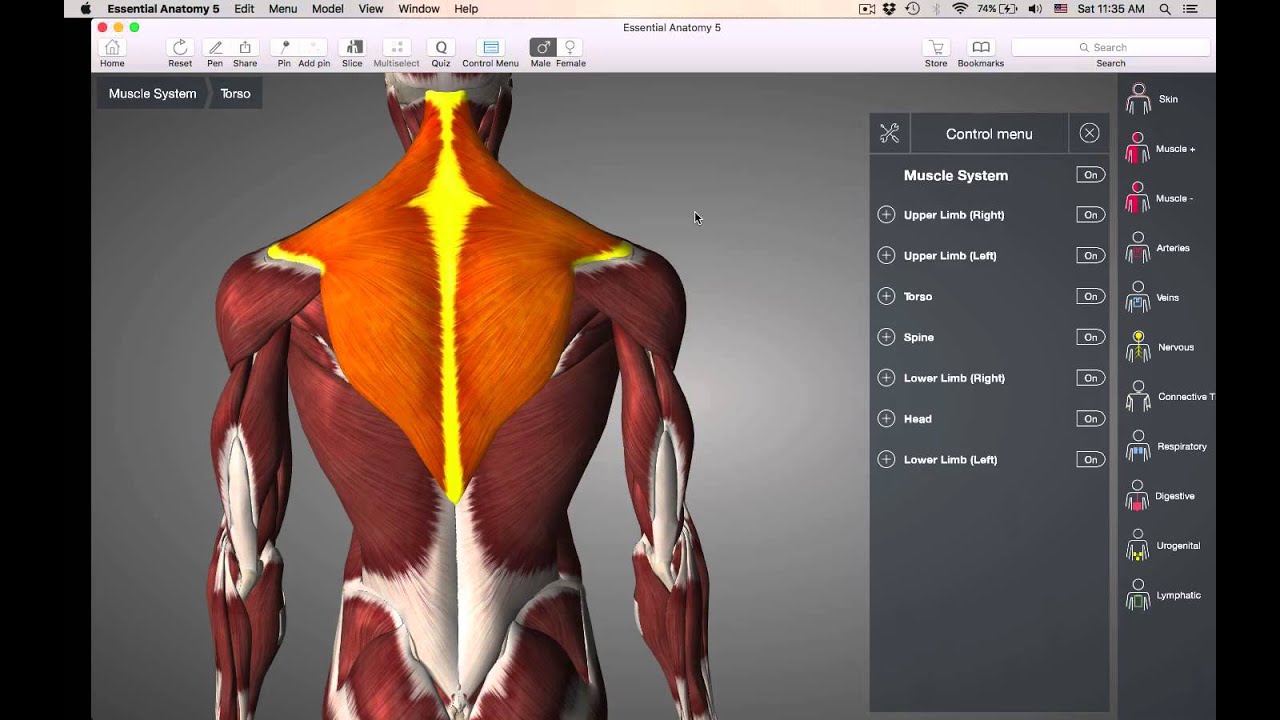 Anatomy And Physiology Quiz 1