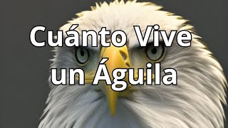 Cuánto Vive un Águila: Explorando la Longevidad de estas Majestuosas Aves