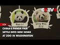 China's Panda Pair Settle into New Home at Zoo in Washington