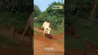 😤😠 . என்ன ஒரு கம்பீரமான பார்வை ✨😈 . Vera Maari 💥 . #RED EYE 👁️ . Jallikattu WhatsApp Status 🔥