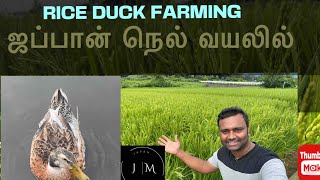 ஆச்சிரியமூட்டும் ஜப்பான் நெல் விவசாயம் | Rice Duck Farming