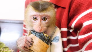 Pupu Monkey Eating Traditional Gai Cake While On Grandpa