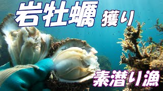 【舞鶴】ようやく水が綺麗になってきた岩牡蠣漁の様子【素潜り】