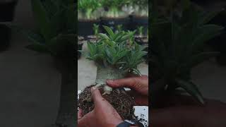 The Fertilizer. Desert Rose. Gardening. Flower. Bonsai. Houseplant. Adenium.