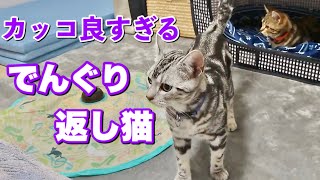 高速でんぐり返しをする猫 Cat Doing a Forward Roll【アメリカンショートヘア】子猫　おもちゃ遊び(キャッチミーイフユーキャン２)に興奮しています