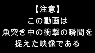 衝撃の瞬間映像！とクロサギの塩焼き。