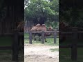 台北動物園 駱駝camel