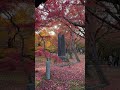 【京都】紅葉の雲海！東福寺tofukuji temple 【kyoto】autumn leaves