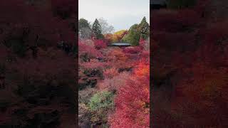 【京都】紅葉の雲海！東福寺Tofukuji Temple 【Kyoto】Autumn leaves