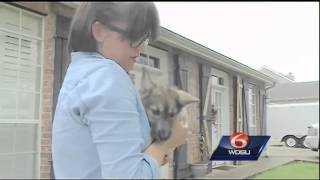 Lafourche Parish council debating on adopting new animal ordinance