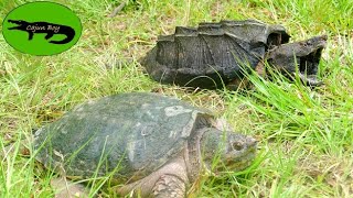 Common Snapping Turtle VS Alligator Snapping Turtle!