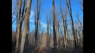 Big Foot / Sasquatch Sightings in Potter County at Denton Hill